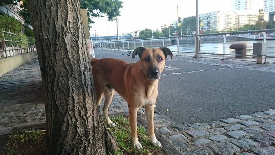 Cãozinho espera por humana 6 meses do lado de fora de aeroporto Final surpreendente