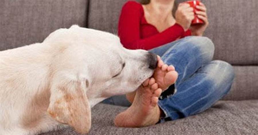 Se seu cão costuma lamber seu pé, fique atento aos sinais: “ele tenta te dizer”